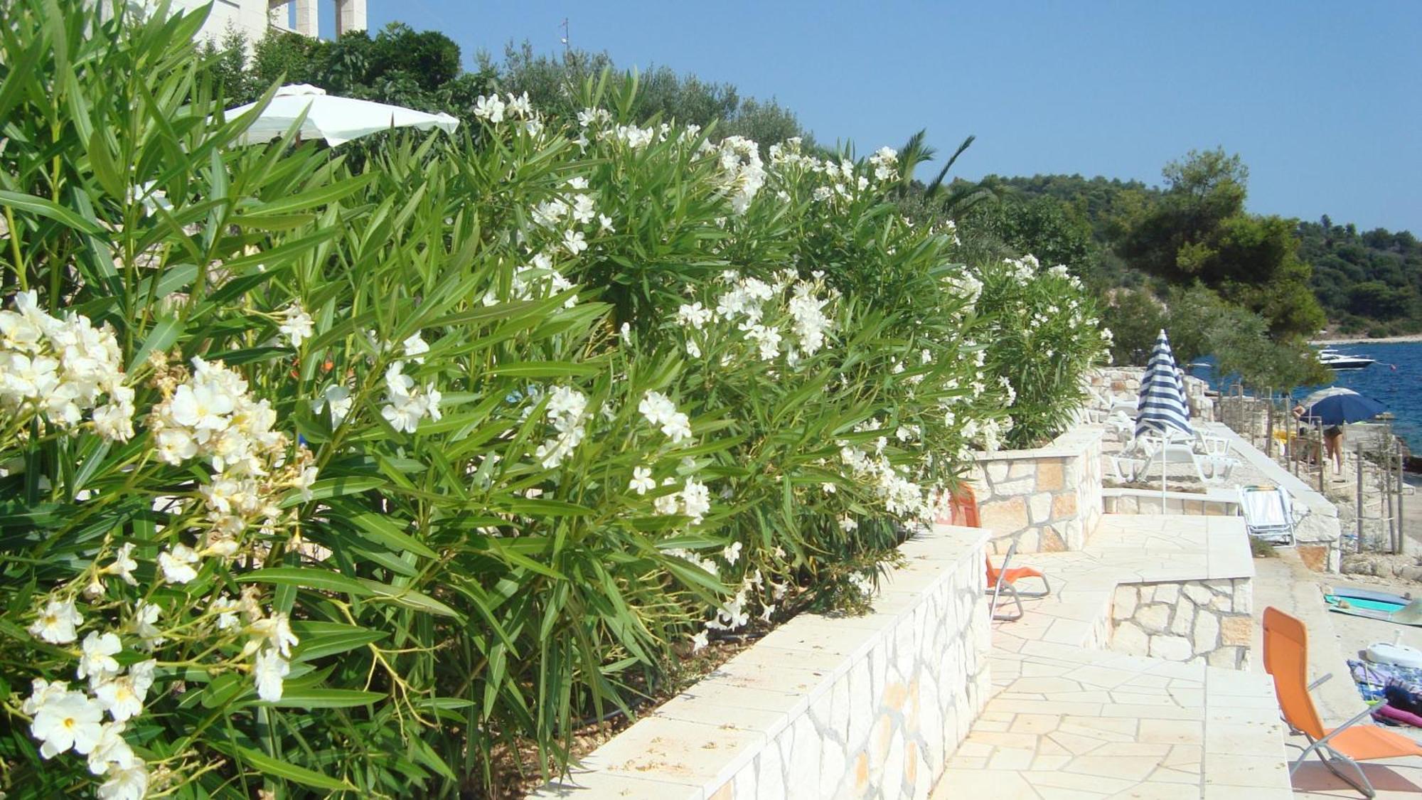 Apartments Niana With Heated Seawater Swimingpool Donji Okrug  Exterior foto